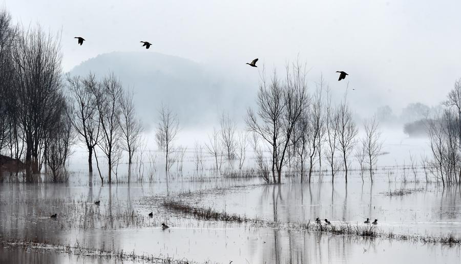 Black-necked cranes seen in Nianhu Lake wetland in SW China