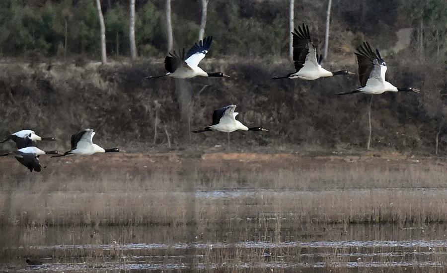 Black-necked cranes seen in Nianhu Lake wetland in SW China