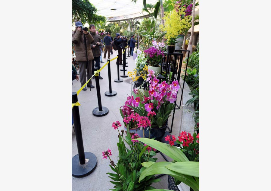 Orchid exhibition dresses up Beijing Botanic Garden