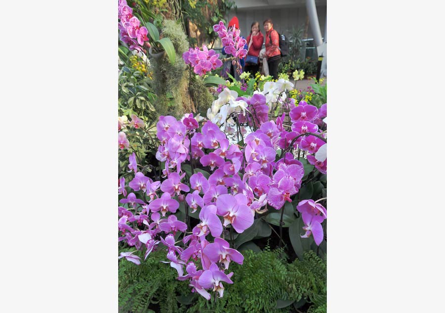 Orchid exhibition dresses up Beijing Botanic Garden