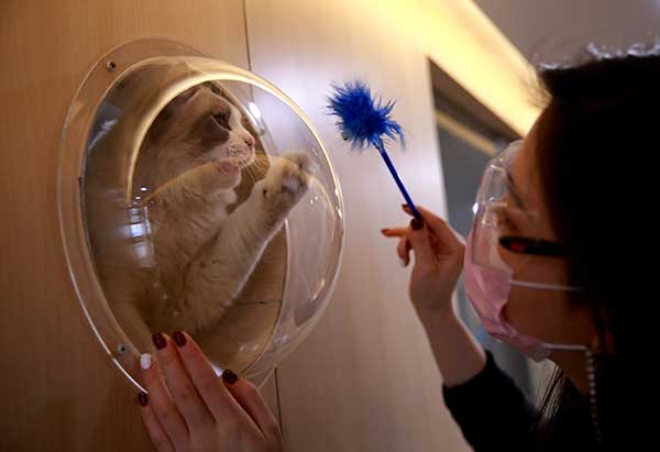 Luxury hotels for furry guests boom