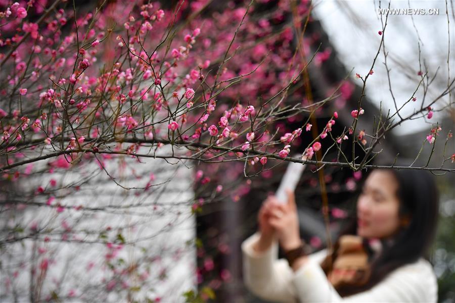 Plum trees in blossom in east China's Jiangxi