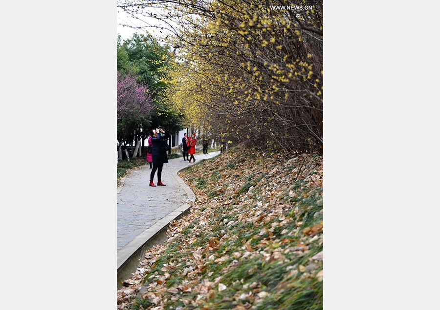 Plum trees in blossom in east China's Jiangxi