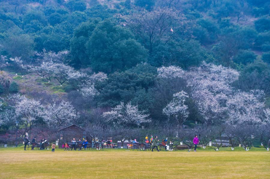 Plum blossoms seen in Hangzhou