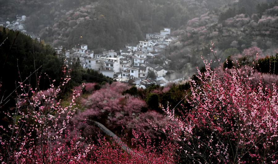 Scenery of blooming plum flowers in Anhui