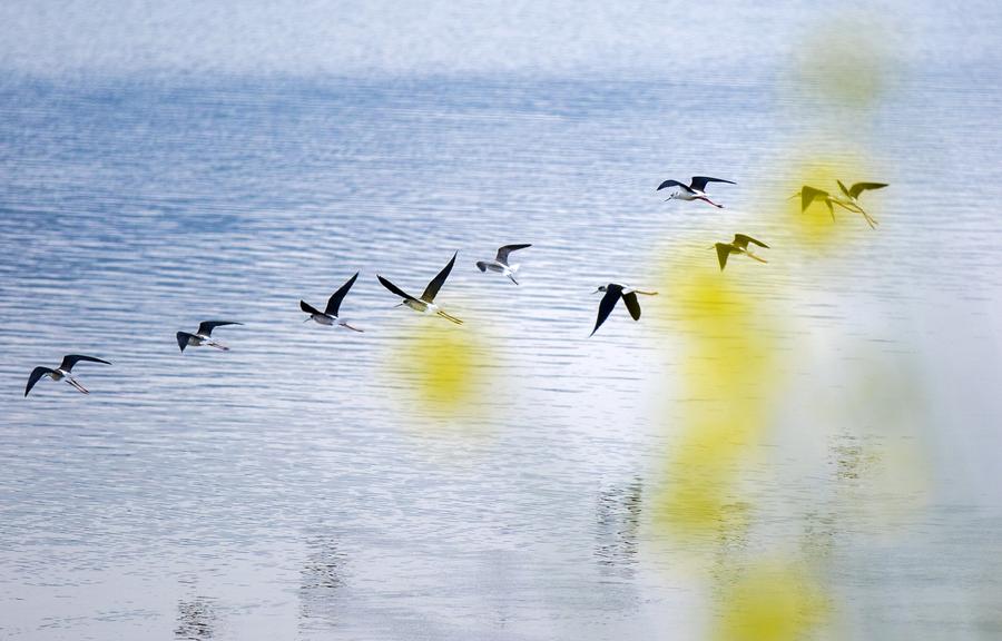 Fresh spring scenery brightens China