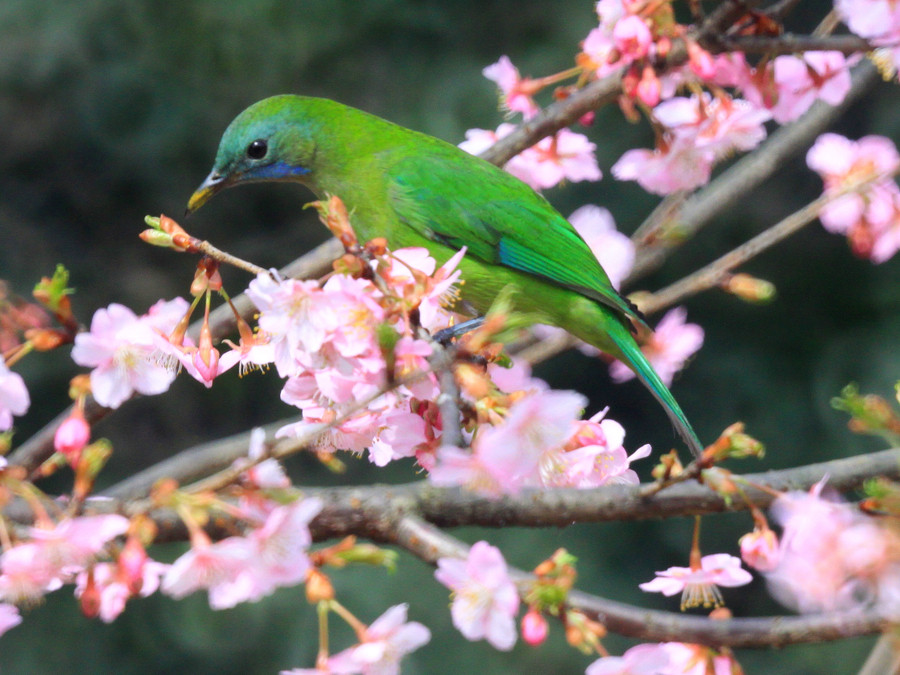 Birds and blossoms herald early spring in Hangzhou