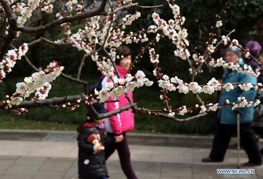 Blossoming plum in Shanghai's Xinzhuang Park attract visitors