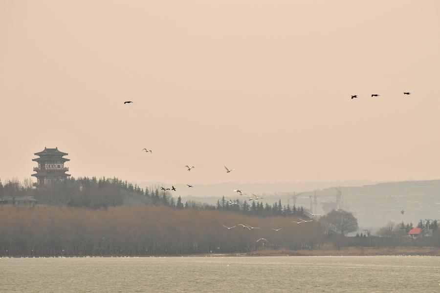 Migratory swans from Siberia seen in Henan