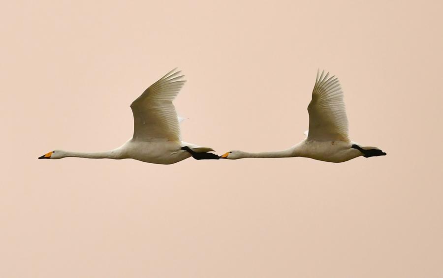 Migratory swans from Siberia seen in Henan