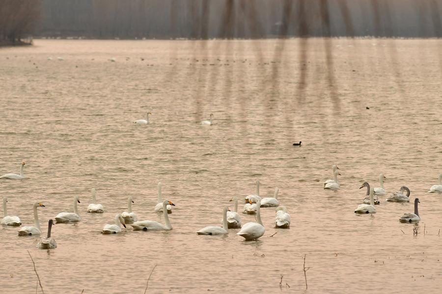 Migratory swans from Siberia seen in Henan