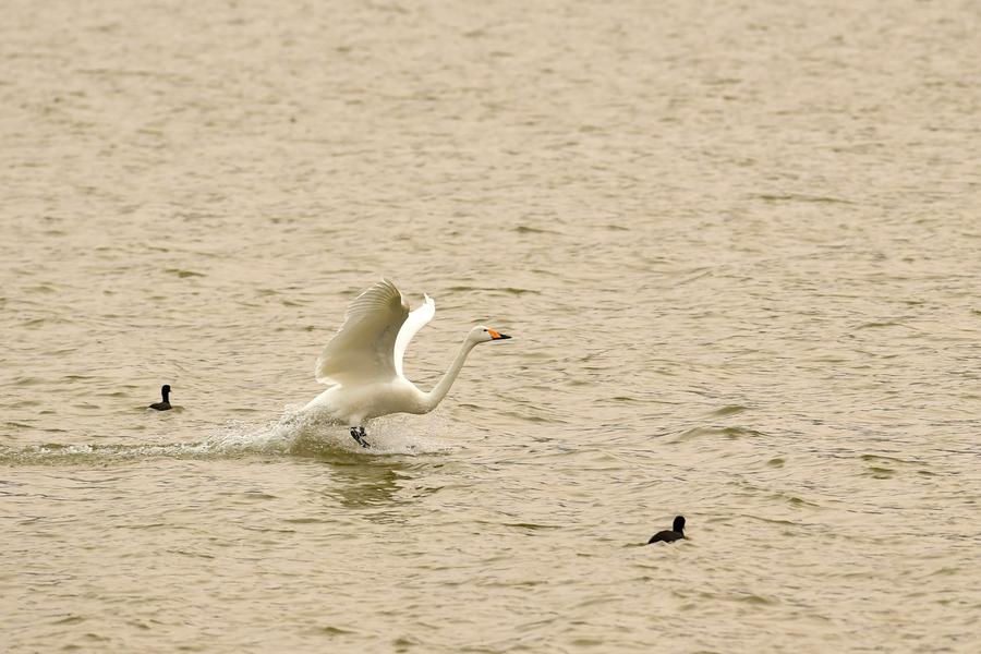 Migratory swans from Siberia seen in Henan