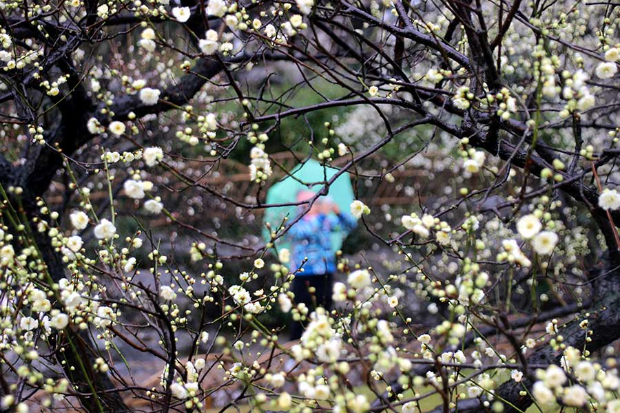 Plum blossoms create lively spring scenery in Suzhou