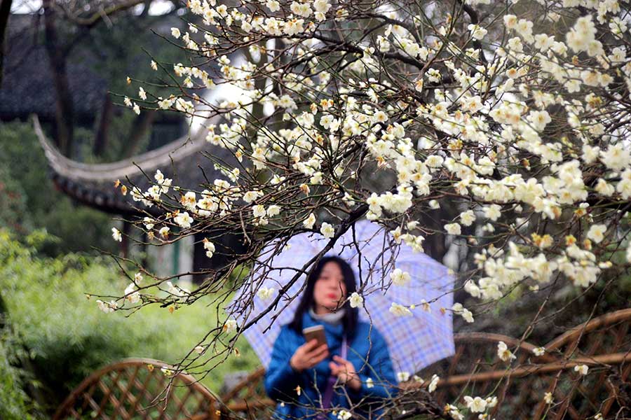 Plum blossoms create lively spring scenery in Suzhou