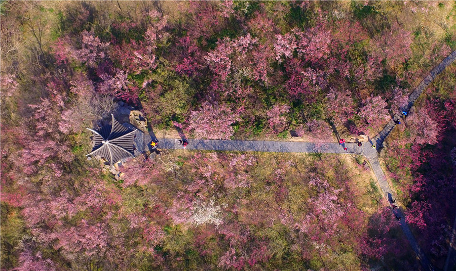 Plum blossoms seen across China