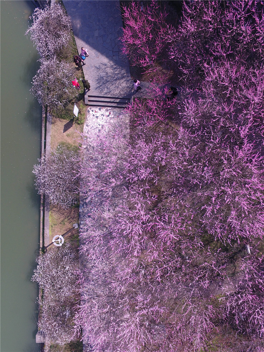 Plum blossoms seen across China