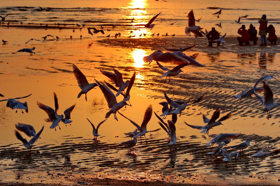 Tourists watch seagulls in North China's Hebei