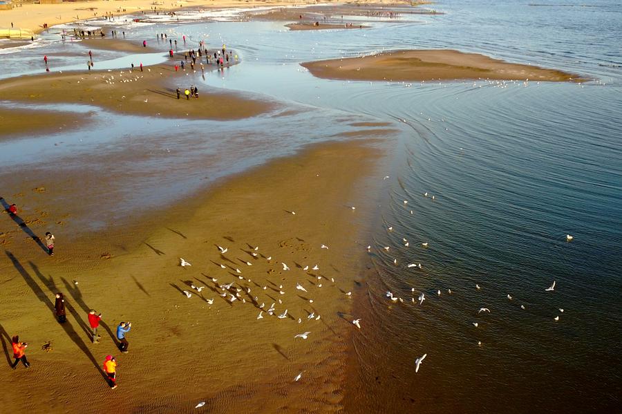 Tourists watch seagulls in North China's Hebei