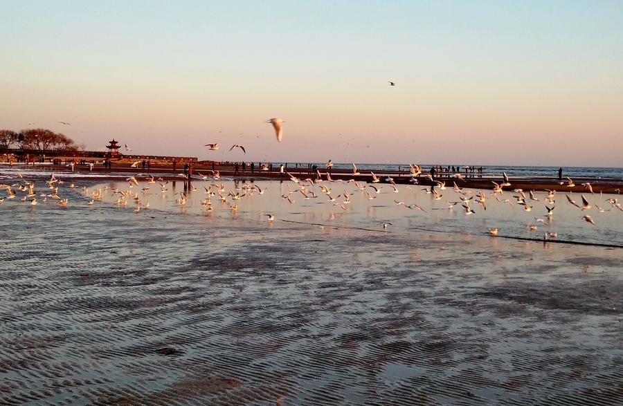 Tourists watch seagulls in North China's Hebei