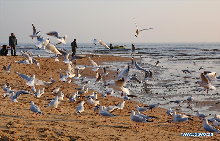 Tourists watch seagulls in North China's Hebei