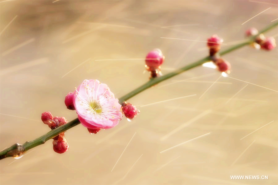 Plum blossoms bloom in rain in Xuyi, East China