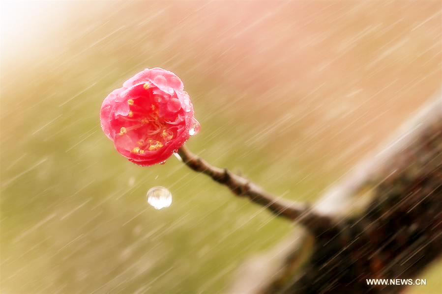 Plum blossoms bloom in rain in Xuyi, East China