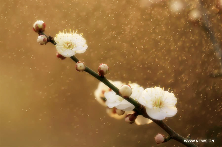 Plum blossoms bloom in rain in Xuyi, East China