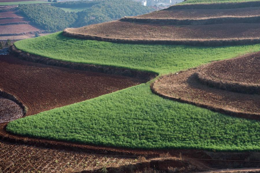 Scenery of red earth terraces in SW China's Kunming