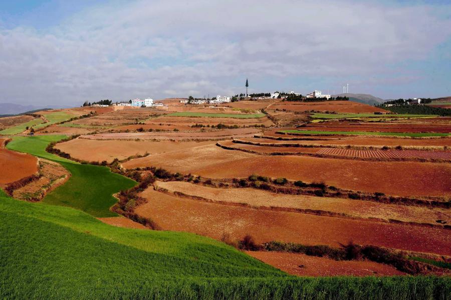 Scenery of red earth terraces in SW China's Kunming