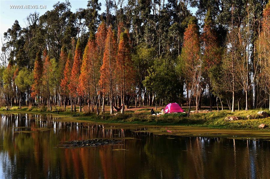 Scenery of wetland park at Dianchi Lake scenic area in China's Kunming