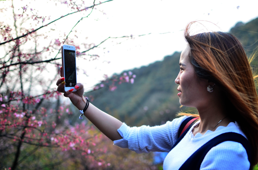 Cherry blossoms attract bees and tourists in Hunan