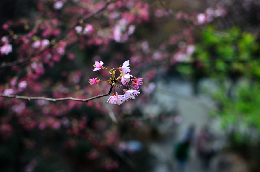 Cherry blossoms attract bees and tourists in Hunan