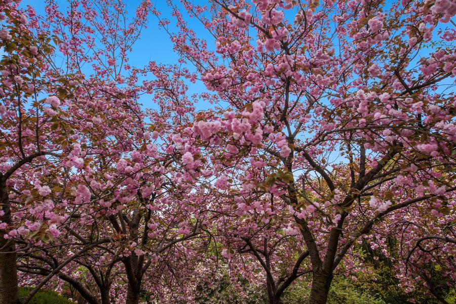 10 places to date with flowers in spring