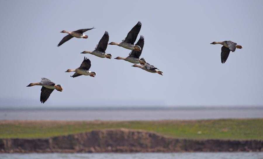 Migratory birds ready to fly north