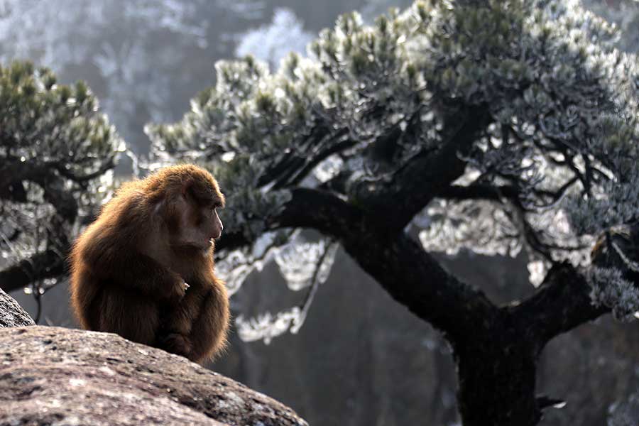 Stump-tailed monkeys charm Mount Huangshan visitors