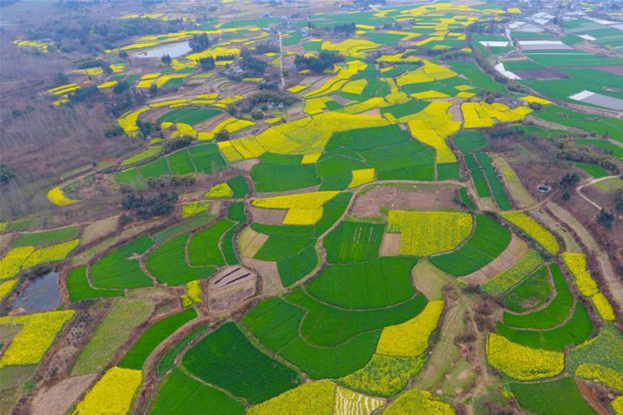 Aerial view of cole flowers in SW China's Sichuan
