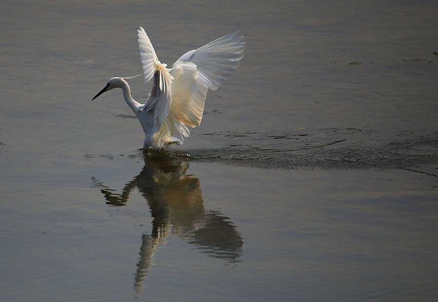 Upstream Xinanjiang River a haven for bird species