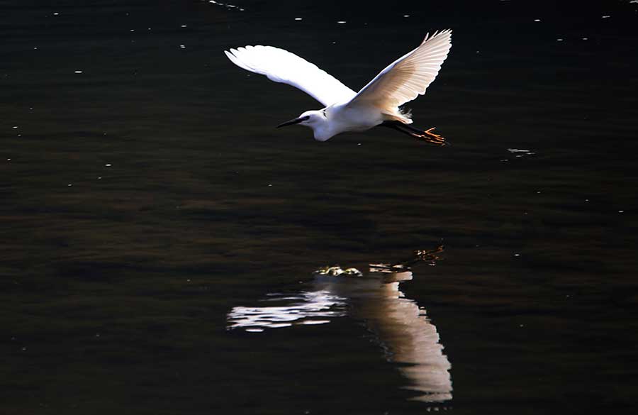 Upstream Xinanjiang River a haven for bird species