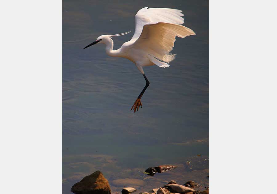 Upstream Xinanjiang River a haven for bird species