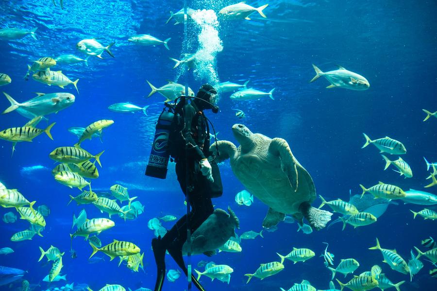 Tourists watch performance of diver feeding swimming rays in Zhuhai