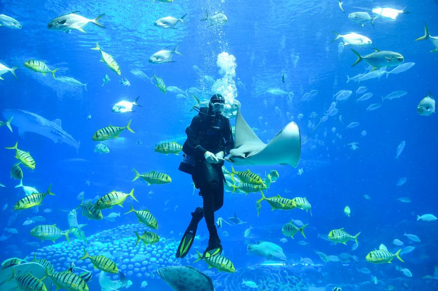 Tourists watch performance of diver feeding swimming rays in Zhuhai