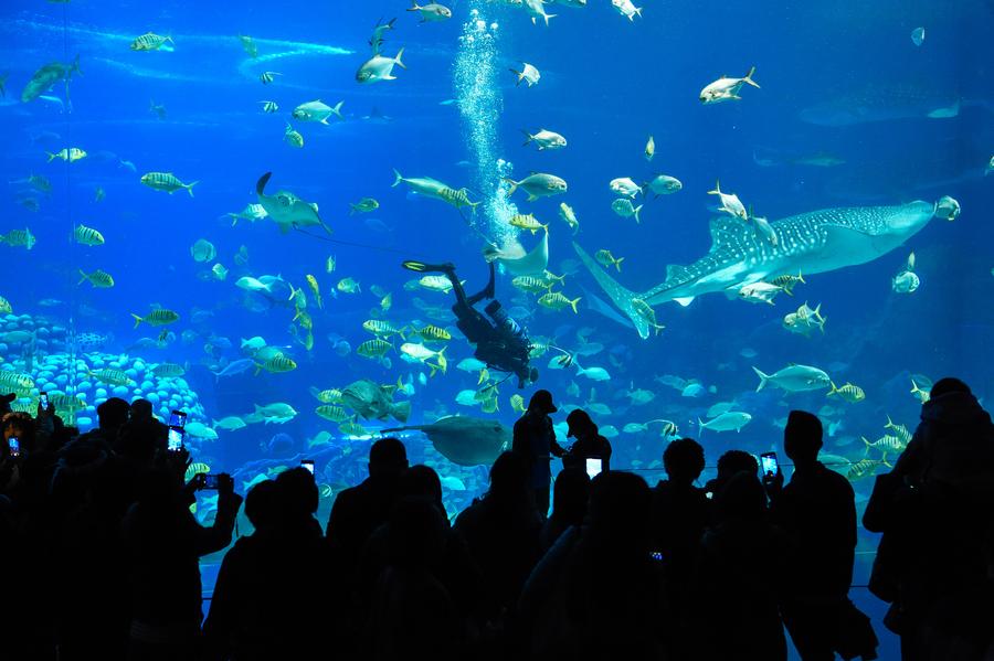 Tourists watch performance of diver feeding swimming rays in Zhuhai