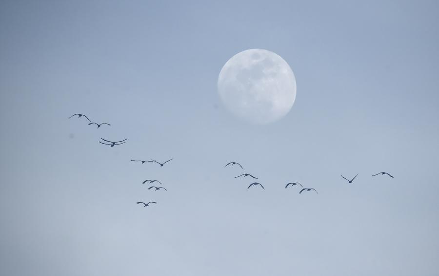 Migratory birds fly over wetland in suburban Beijing