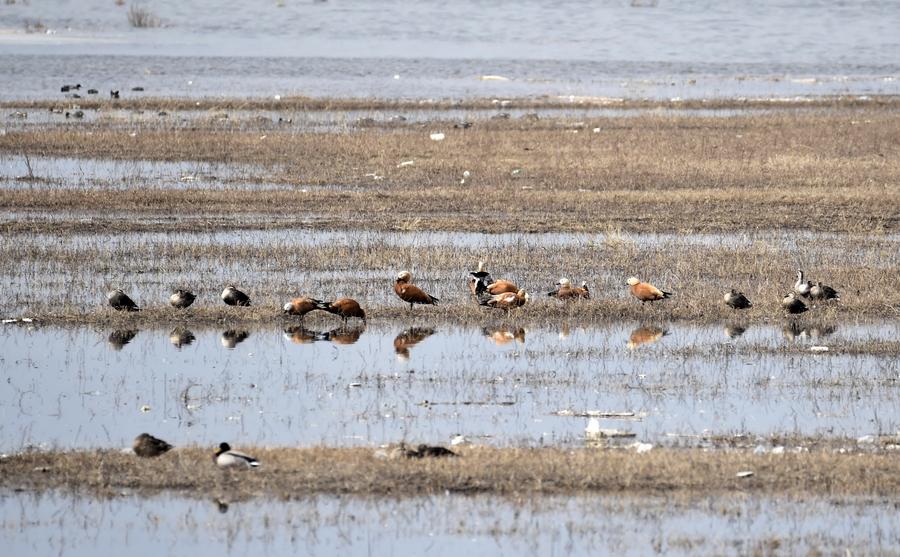 Migratory birds fly over wetland in suburban Beijing