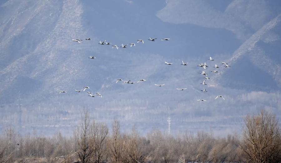 Migratory birds fly over wetland in suburban Beijing