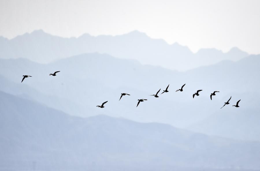 Migratory birds fly over wetland in suburban Beijing