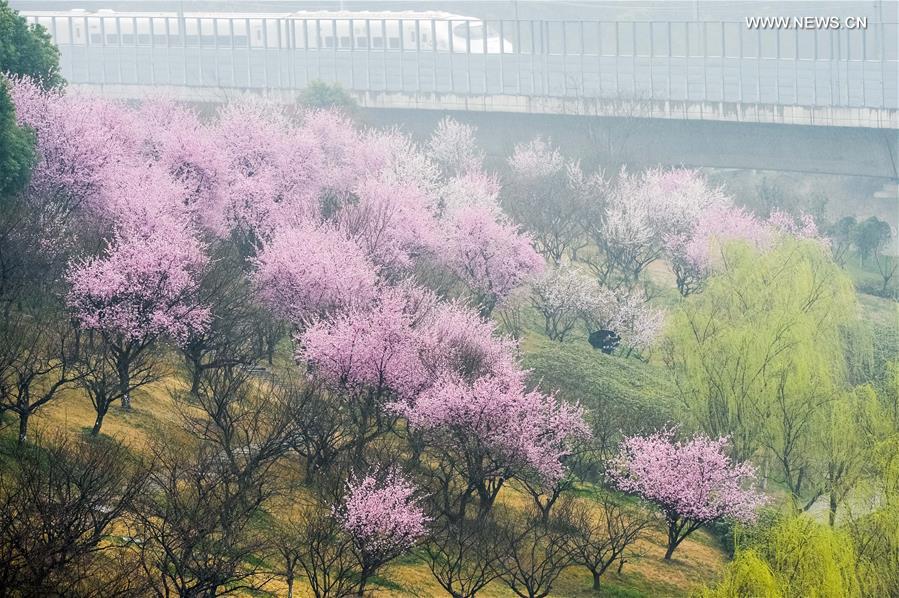 Plum blossoms on river bank in E China's Hefei