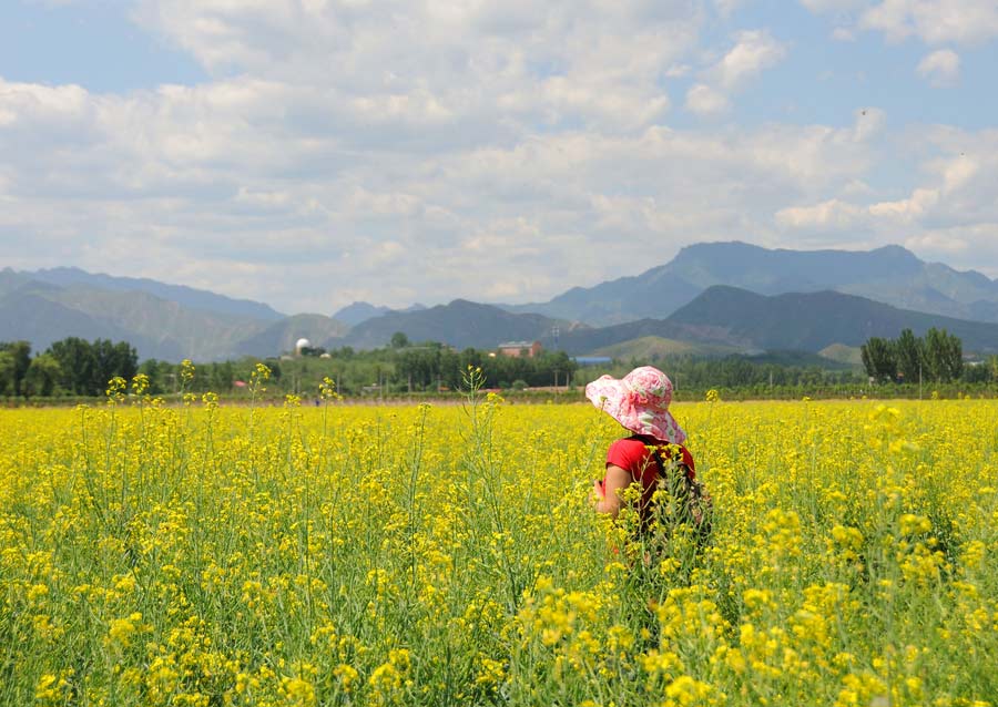 10 places to enjoy canola flowers in China