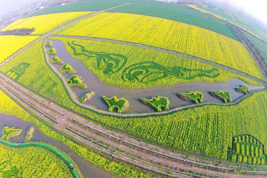 10 places to enjoy canola flowers in China