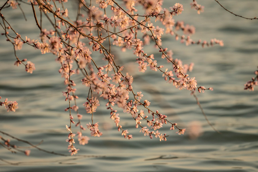 Admiring the spring scenery at the Summer Palace